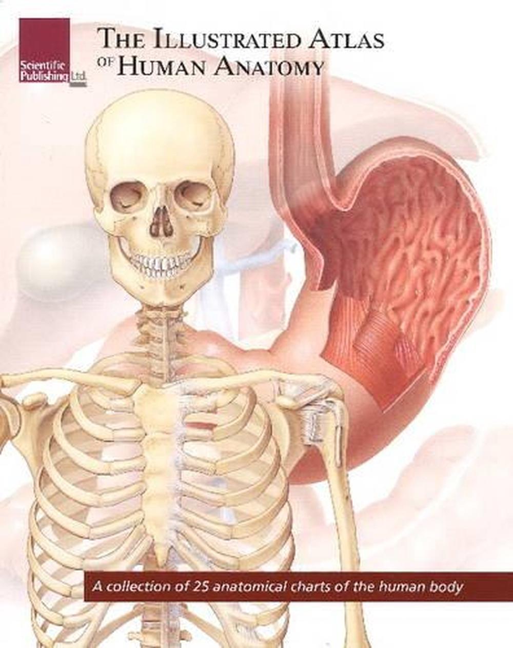 The Illustrated Atlas Of Human Anatomy A Collection Of 25 Anatomical