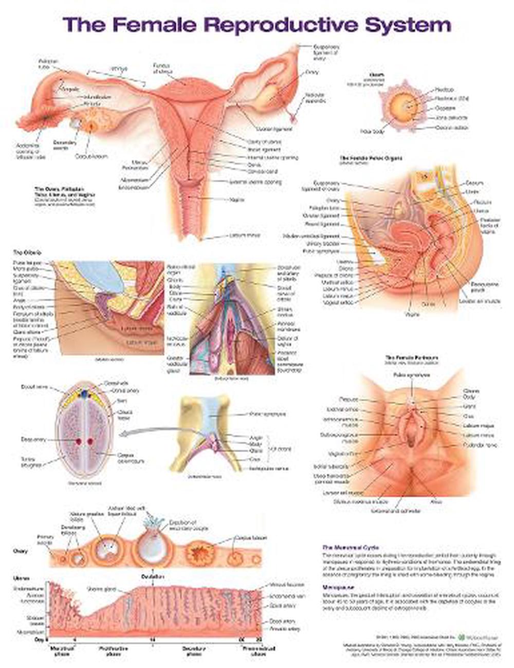 The Female Reproductive System Anatomical Chart Laminated By