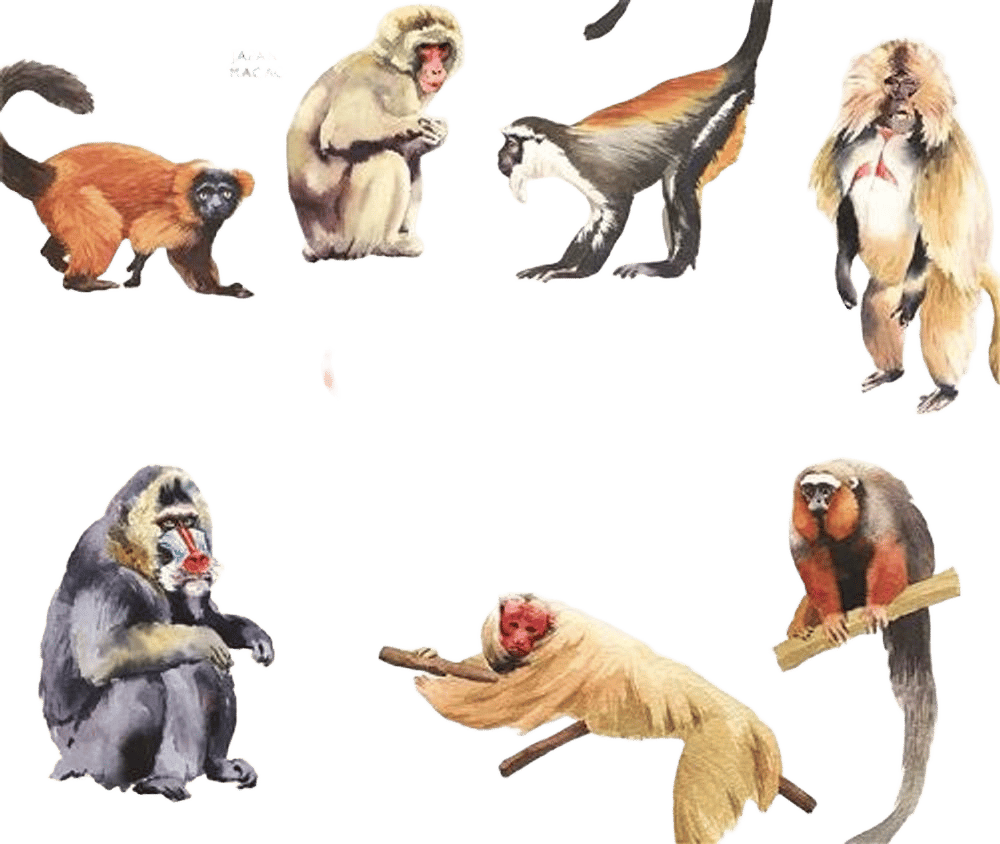 Monkey Bingo - ISBN: 9781786270795