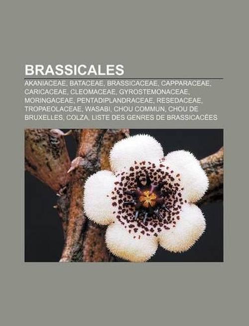 Bricales Akaniaceae Bataceae Bricaceae Capparaceae 