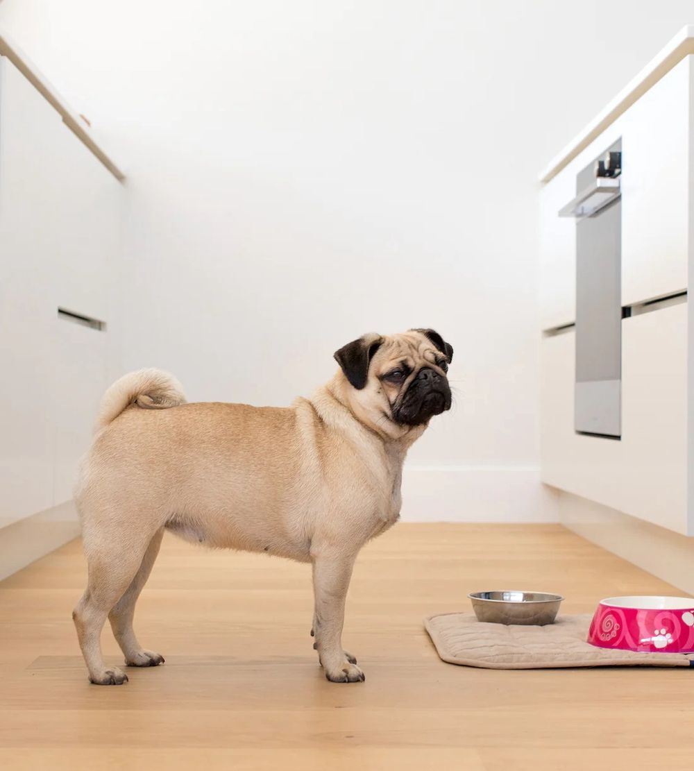 Brolly Sheets Pet Place Mat/Chair Pad (Beige) - Medium by Brolly Sheets - ISBN: 0796548476888