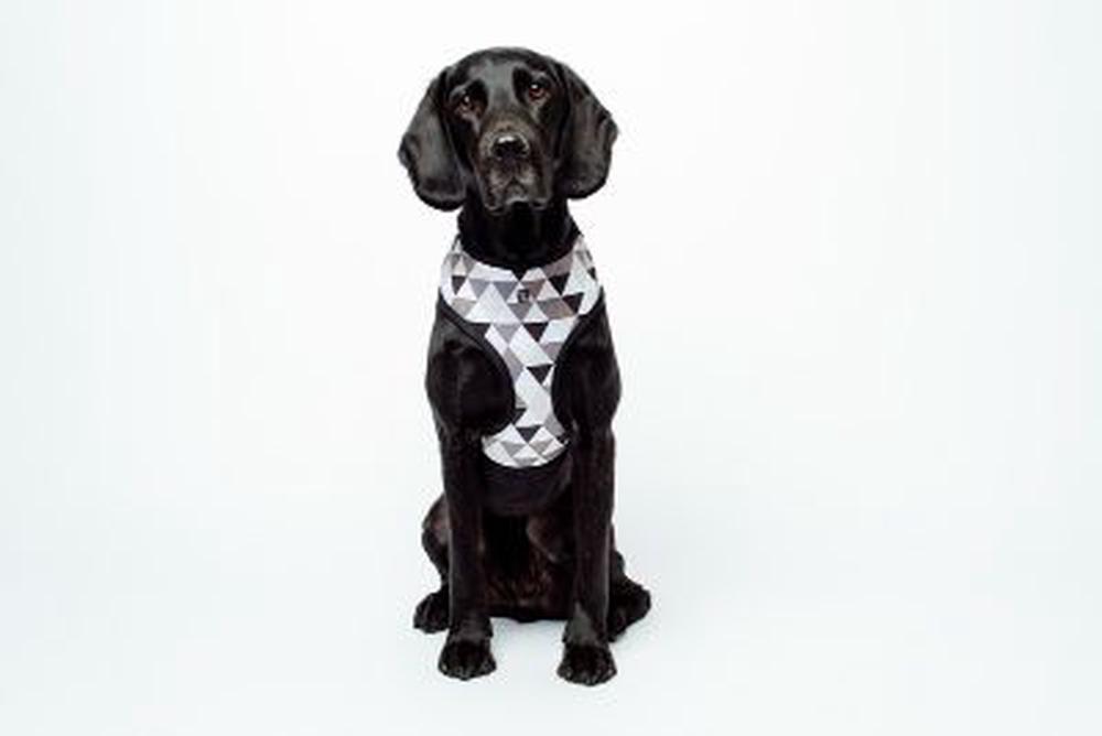 Mog & Bone Neoprene Dog Harness (Mocca Diamond) Medium Buy online