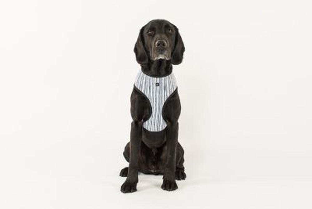 Mog & Bone Neoprene Dog Harness (Chambray Stripe) Medium Buy online