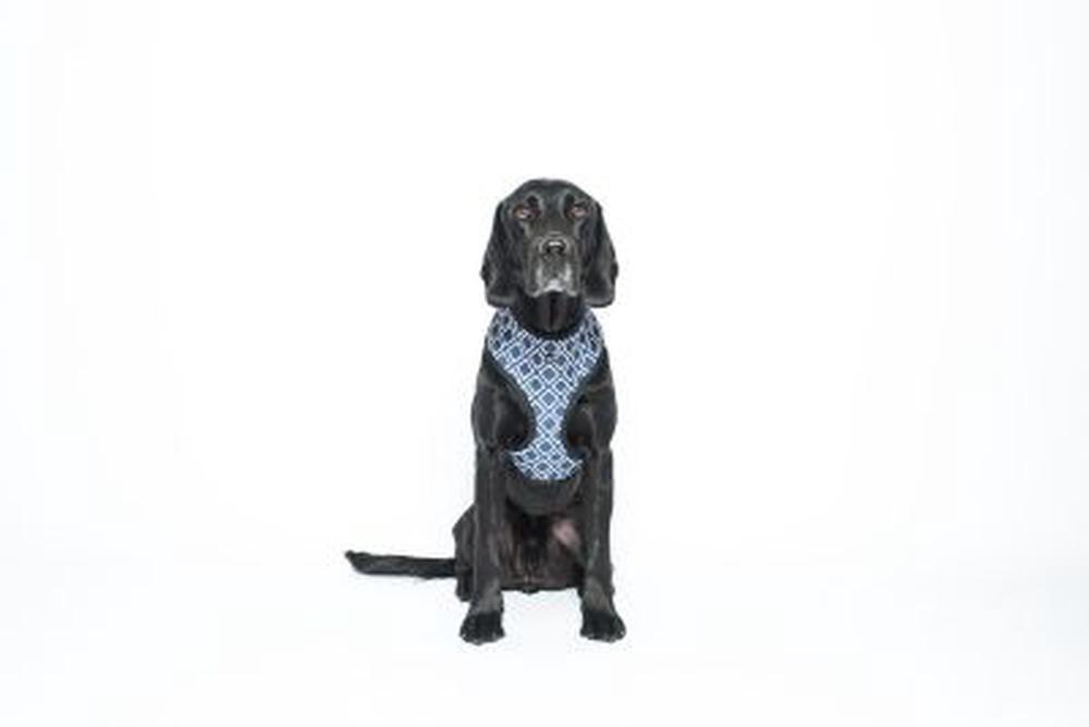 Neoprene Dog Harness (Navy Ikat), 0797776304301