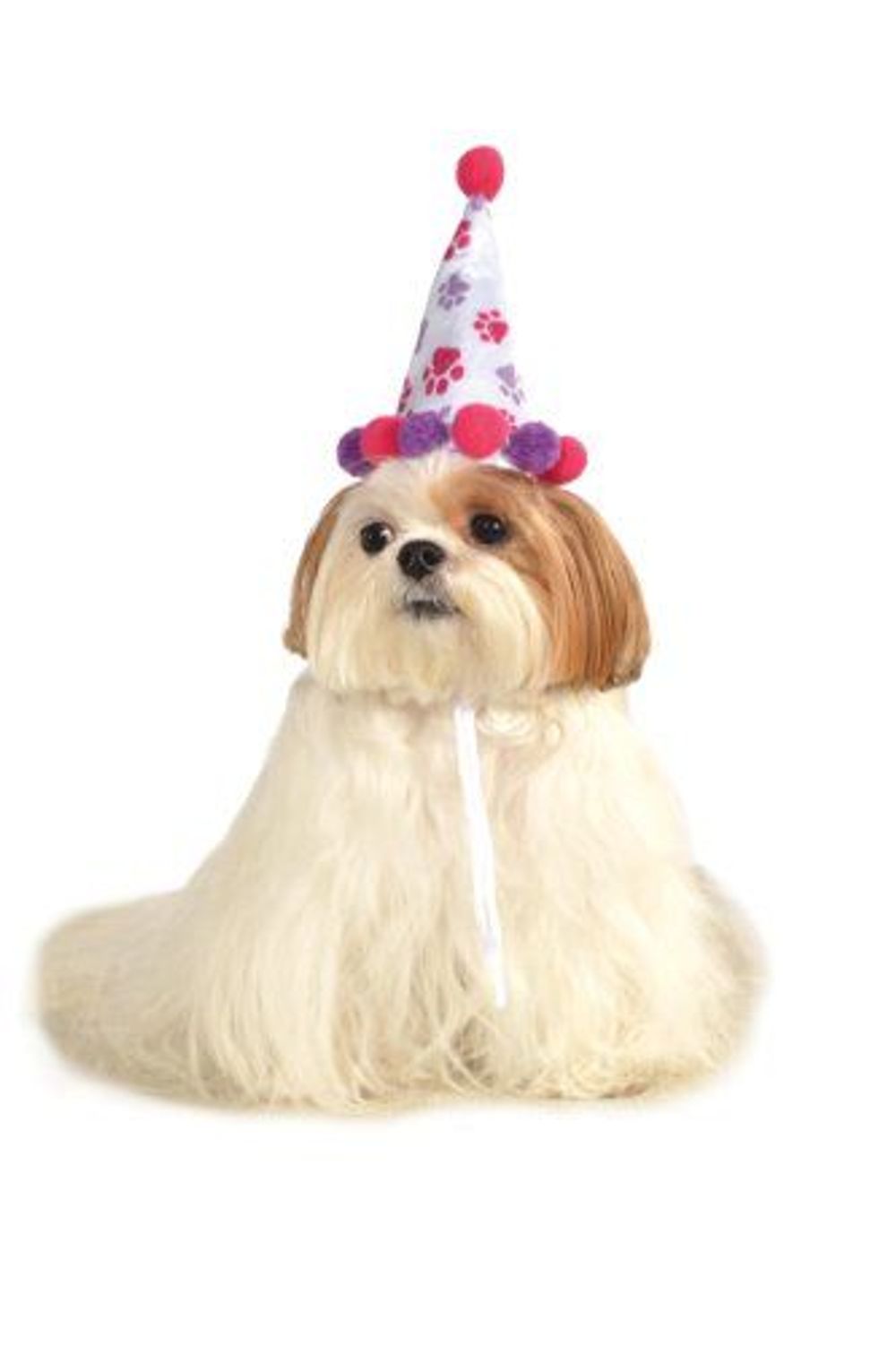 Rubies Halloween Classics Pet Costume, Medium to Large, Purple and Red Paw Print Birthday Hat by Rubies - ISBN: 0883028653065
