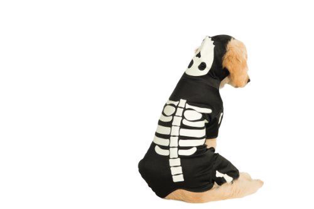 Rubies Halloween Classics Pet Costume, XX-Large, Glow in The Dark ...