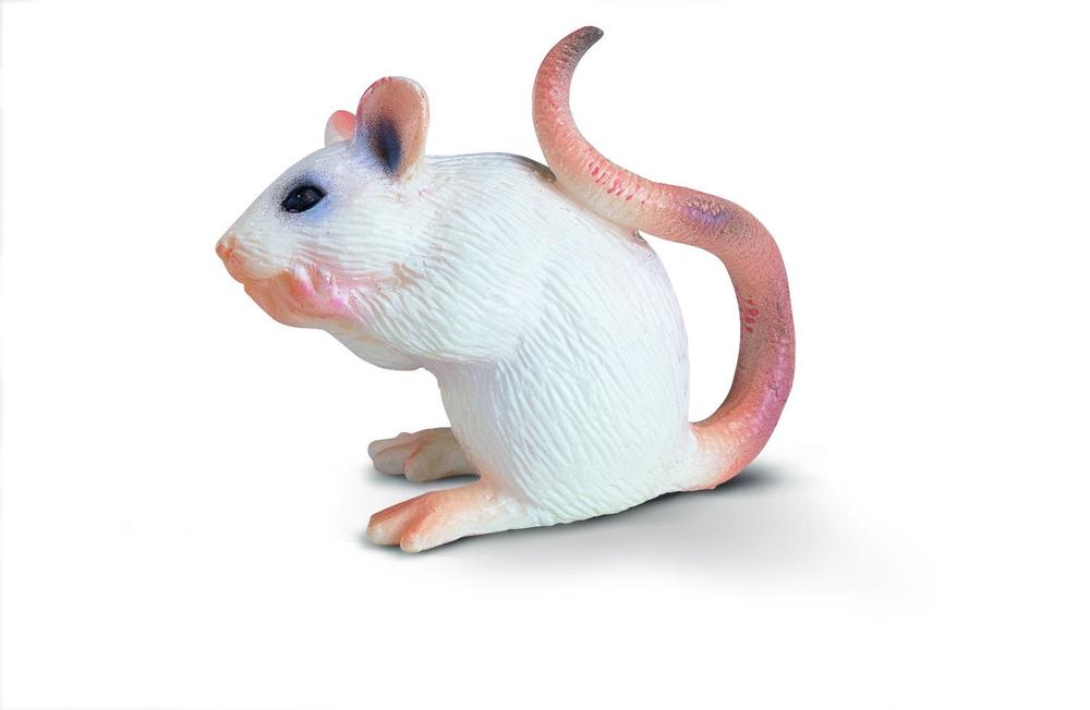 buy white mouse
