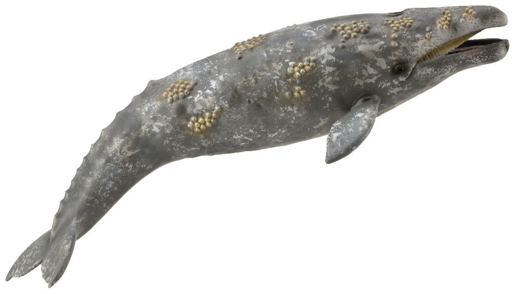 Gray Whale Figurine, 4892900888361
