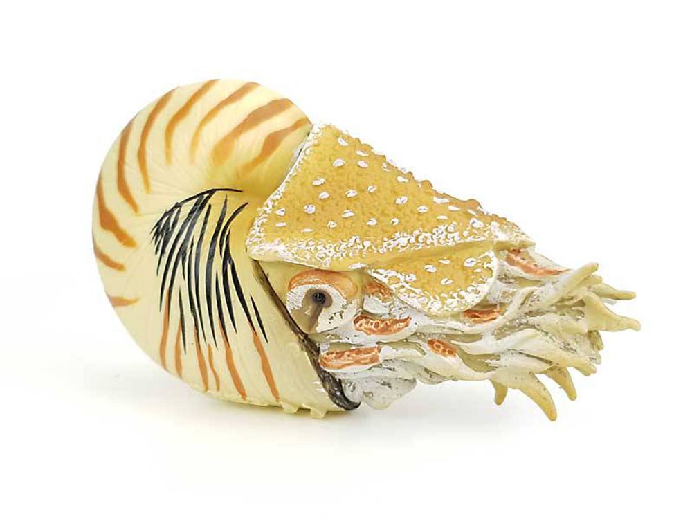 Figurine Collecta Préhistoire : Nautilus Pompilius - Taille 10 X 6.5 Cm - Dès 3 Ans - Modèle Détaillé Et Réaliste