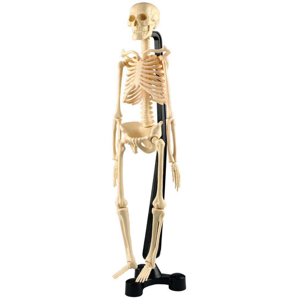 Mini Skeleton - 46 cm, 4893338260460
