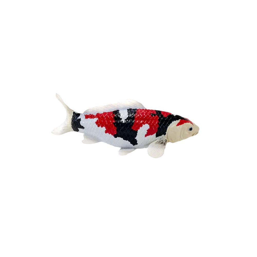 Mojo Koi Carp - Showa Sanshoku Koi 2025, 5031923811034