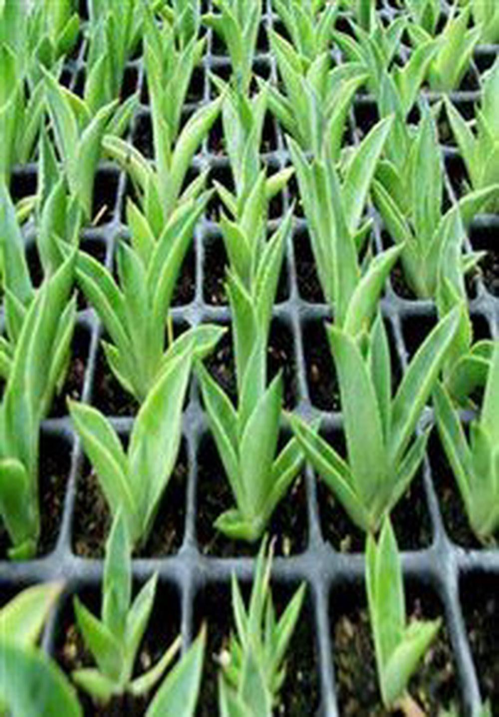 How to Propagate - ISBN: 5060103980130