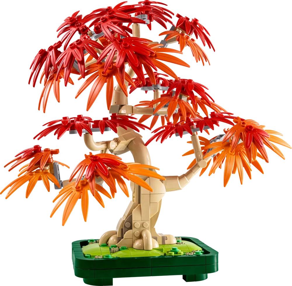 Botanicals - Japanese Red Maple Bonsai Tree - 10348, 5702017814674