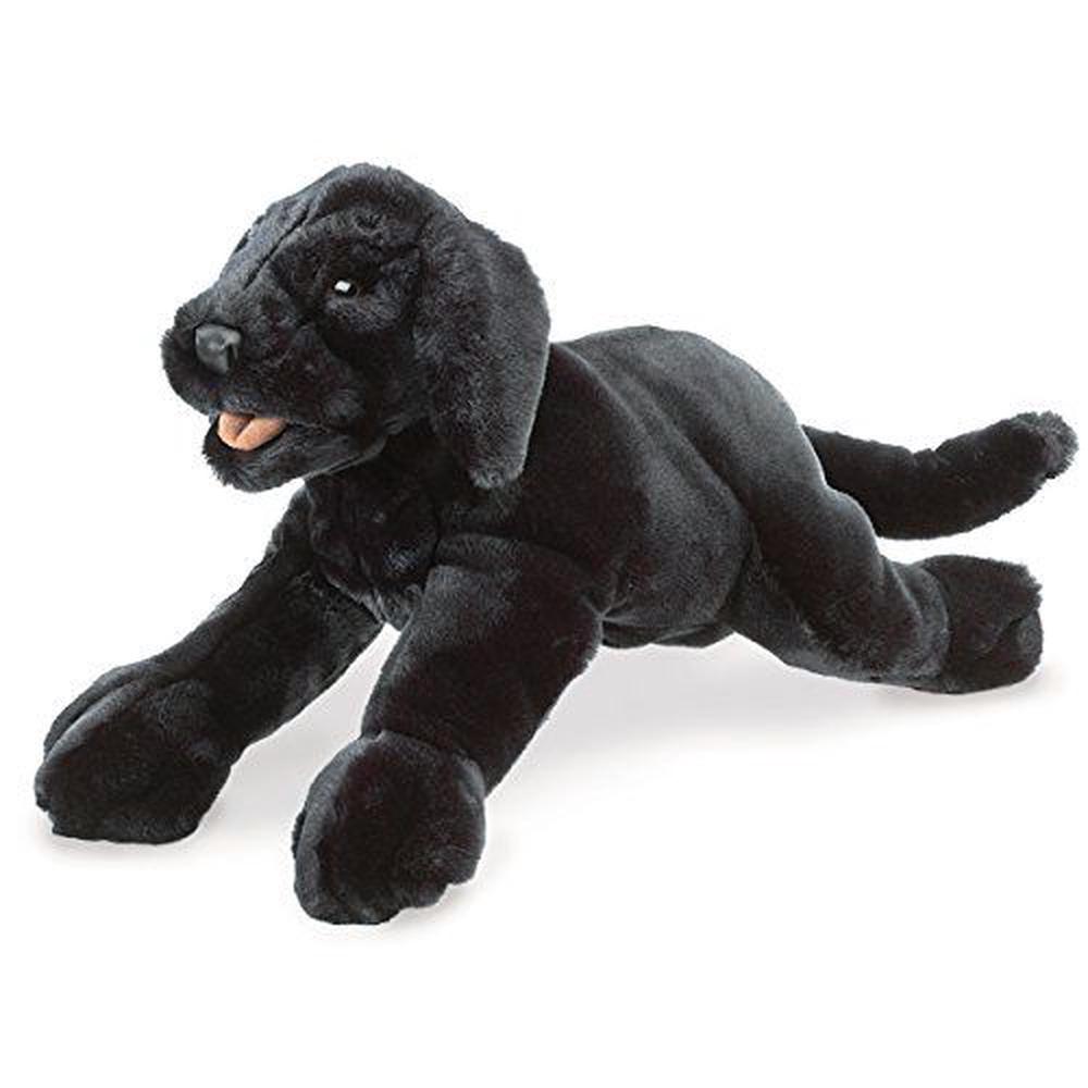buy black labrador
