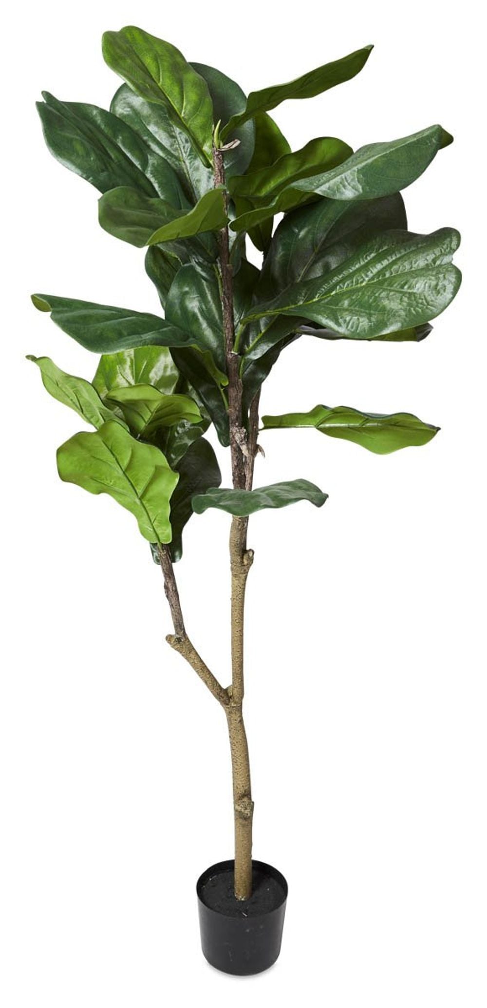 BM Living Fiddle Tree with Large Leaf in Plastic Pot (Green) - 120cm by BM Living - ISBN: 9332092116965