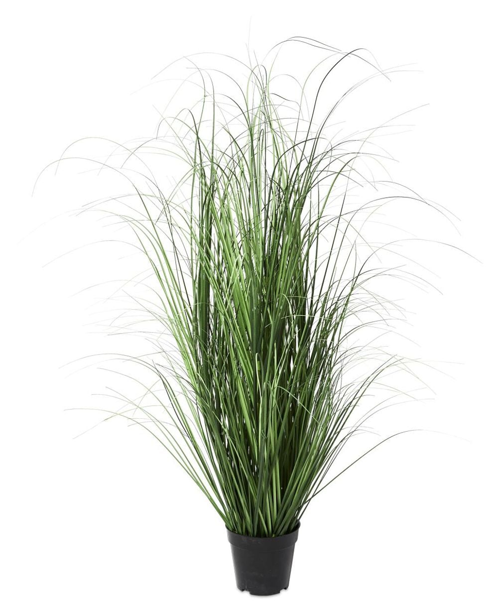 HG Living Coastal Grass in Plastic Pot (Green) - 80cm by HG Living - ISBN: 9332092117108