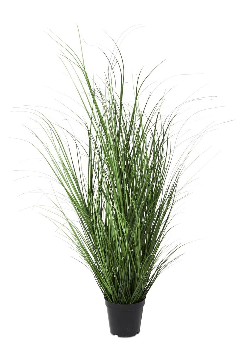 HG Living Coastal Grass in Plastic Pot (Green) - 52cm by HG Living - ISBN: 9332092117115