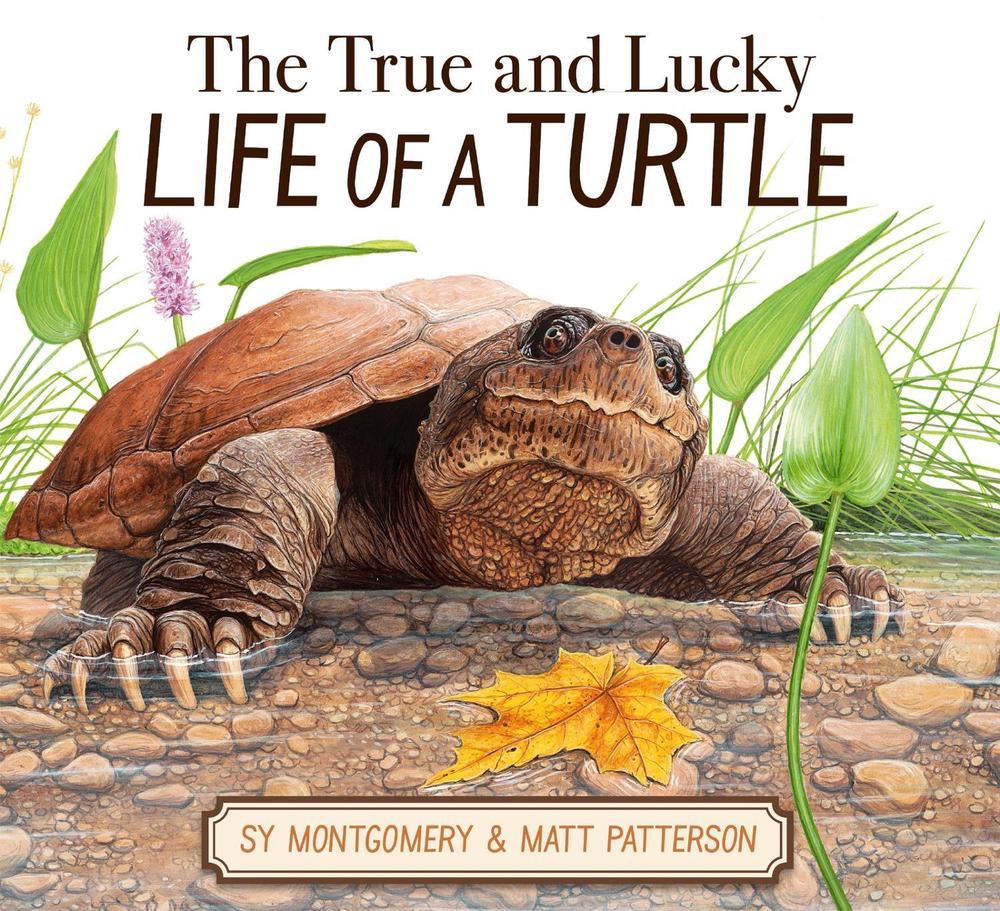 The True and Lucky Life of a Turtle, 9780063325166