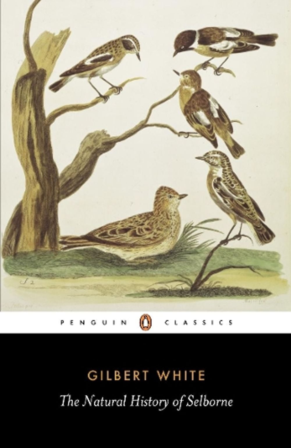The Natural History of Selborne by Gilbert White - ISBN: 9780140431124