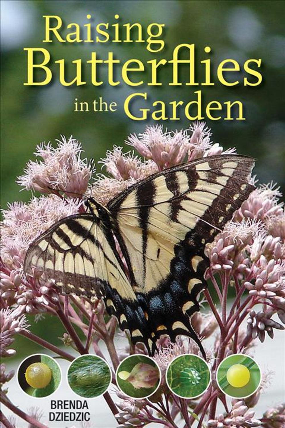 Raising Butterflies in the Garden by Brenda Dziedzic - ISBN: 9780228102250