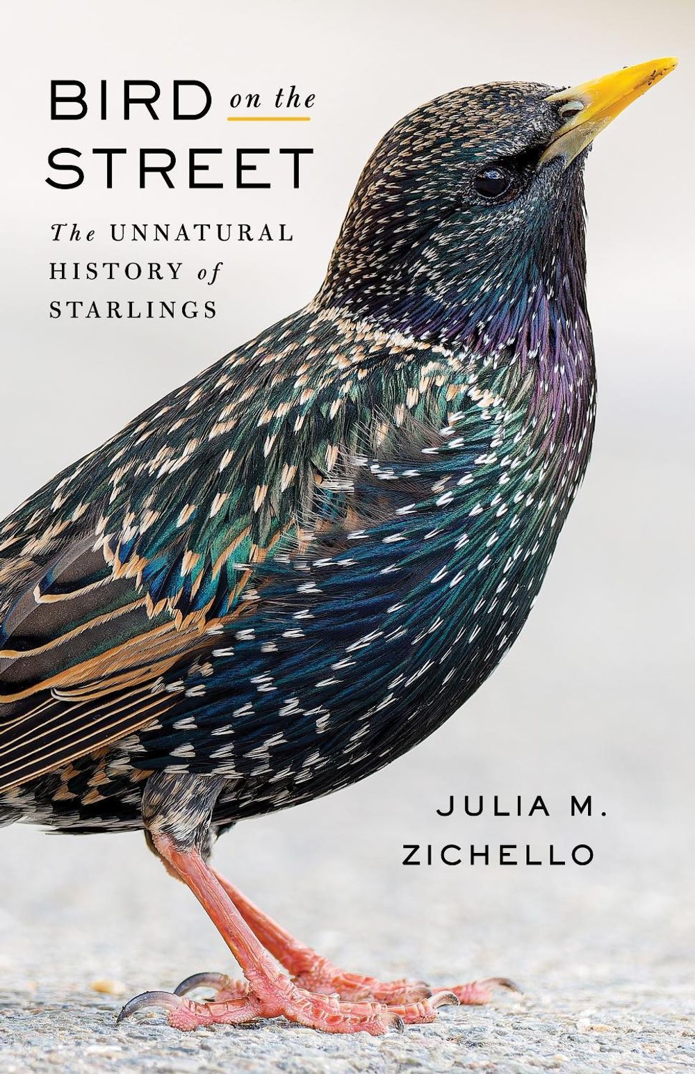 Bird on the Street by Julia Zichello - ISBN: 9780231226349