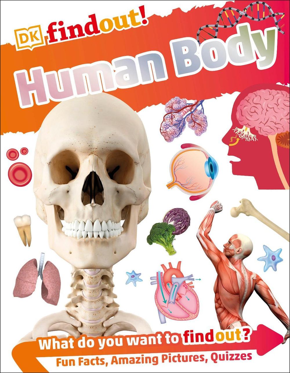 DKfindout! Human Body by DK - ISBN: 9780241285077