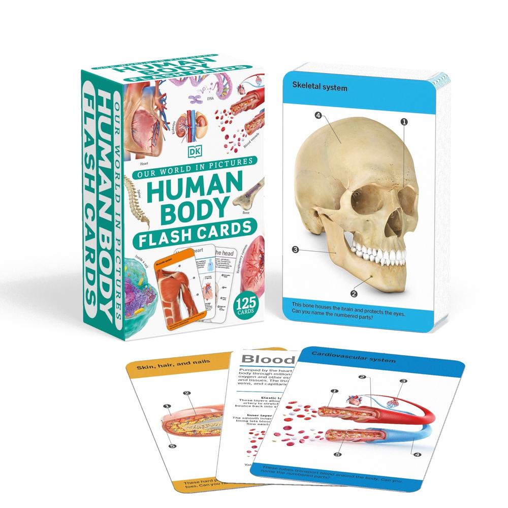 Our World in Pictures Human Body Flash Cards by DK - ISBN: 9780241620113