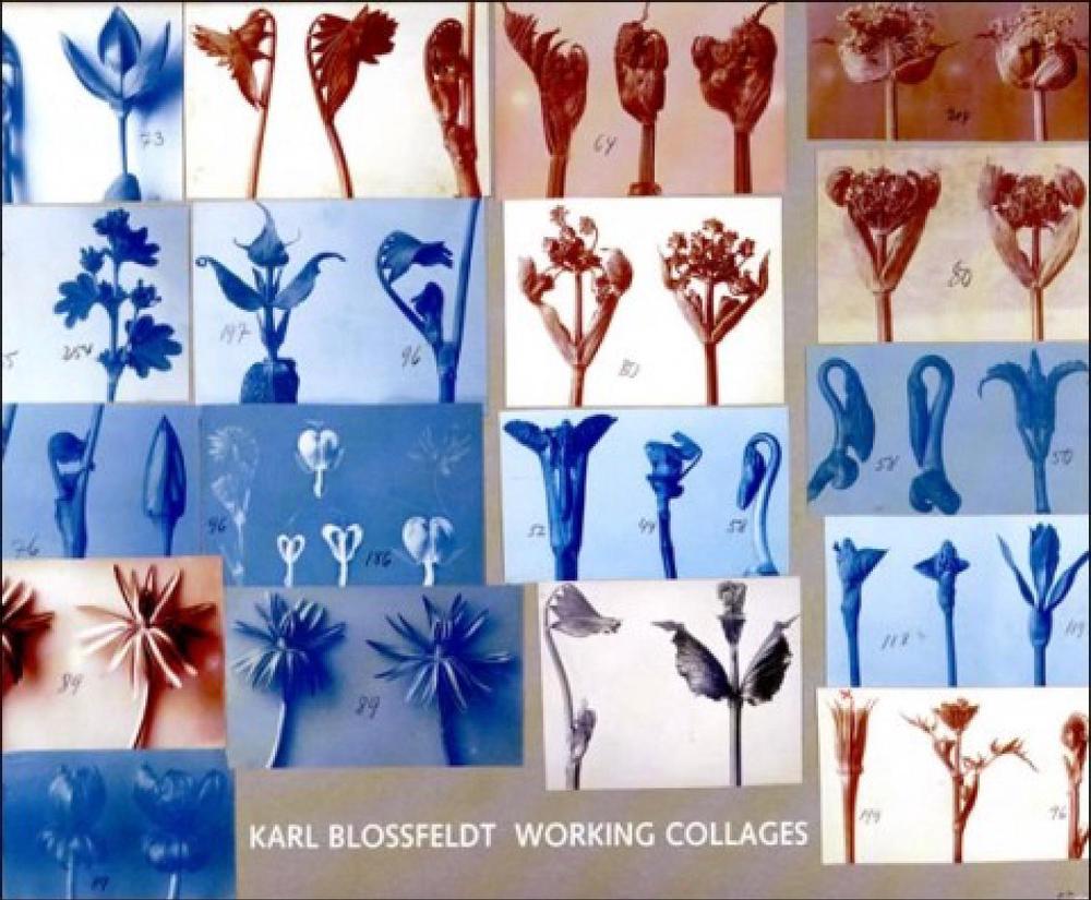 Karl Blossfeldt by Ann Wilde - ISBN: 9780262025010