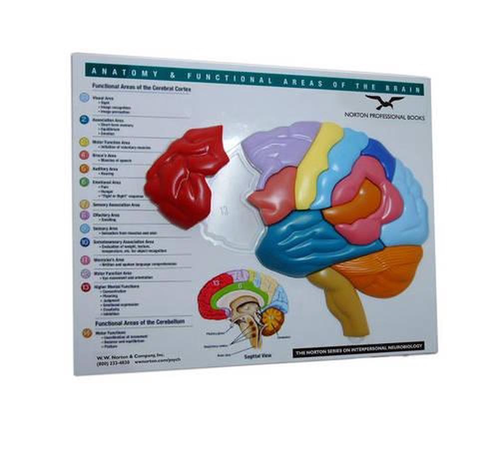 Brain Model & Puzzle – Anatomy and Functional Areas of the Brain, 1st Edition, 9780393732894