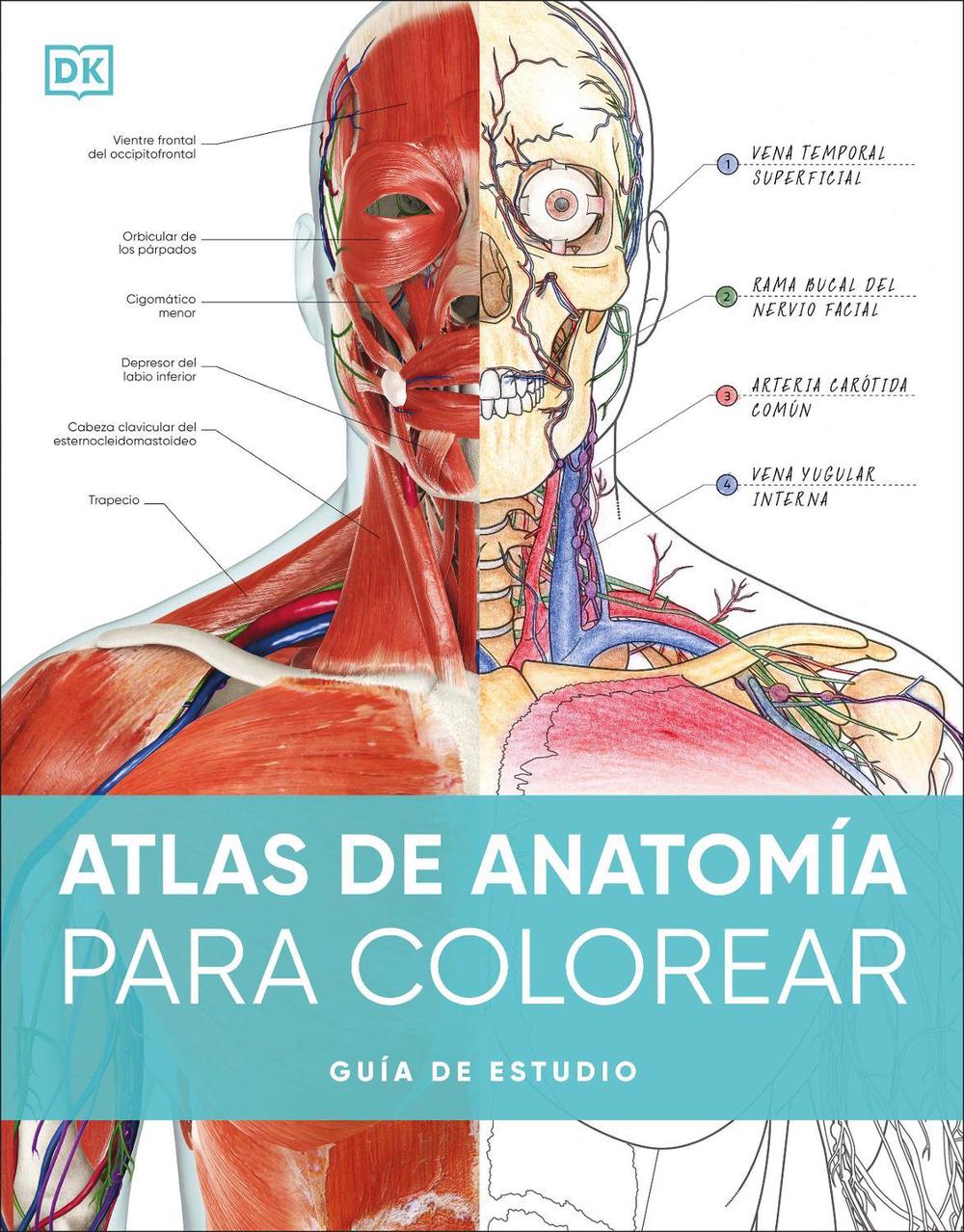 Atlas de anatomía para colorear (The Human Body Coloring Book), 9780593848098