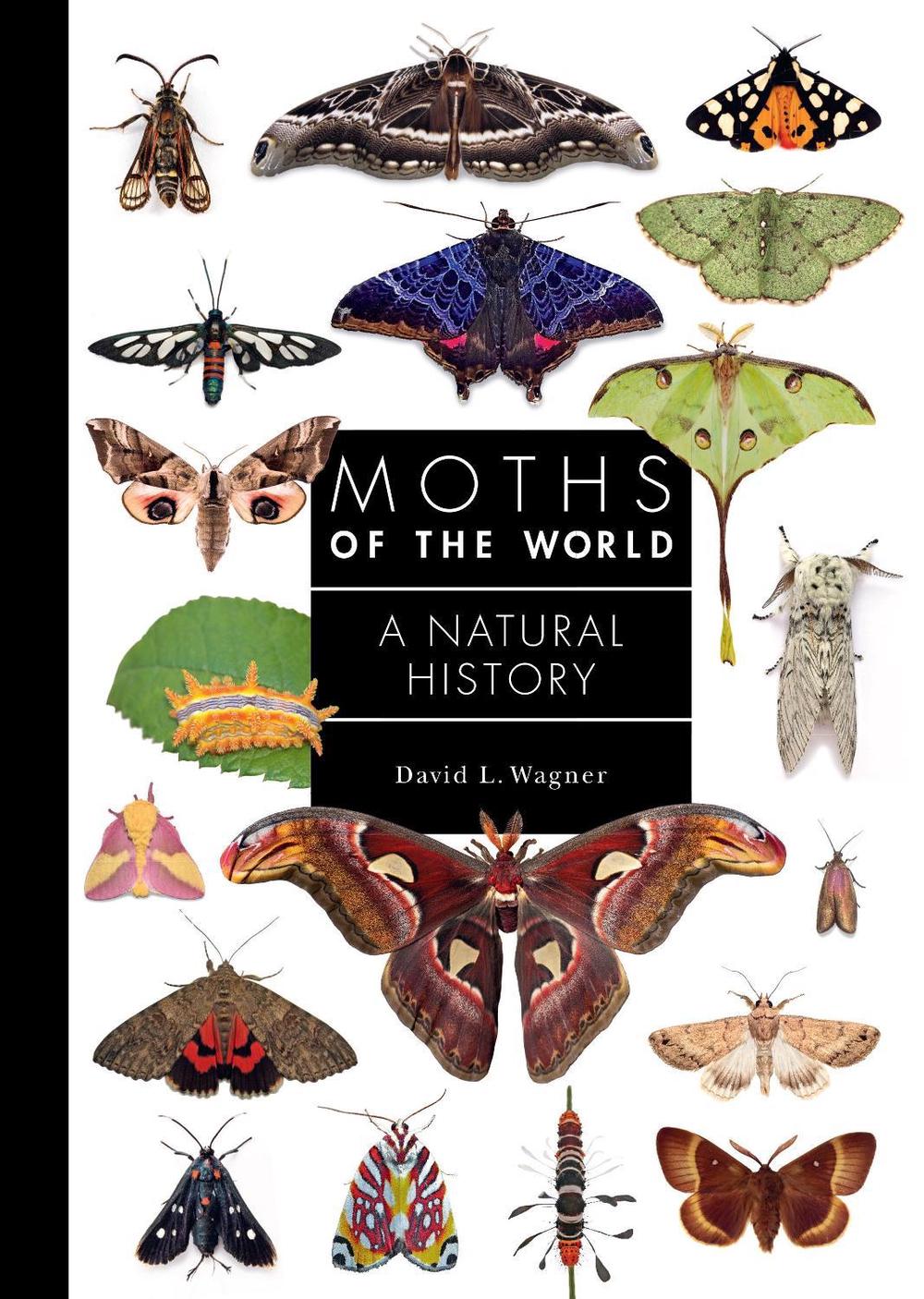 Moths of the World, 9780691248288