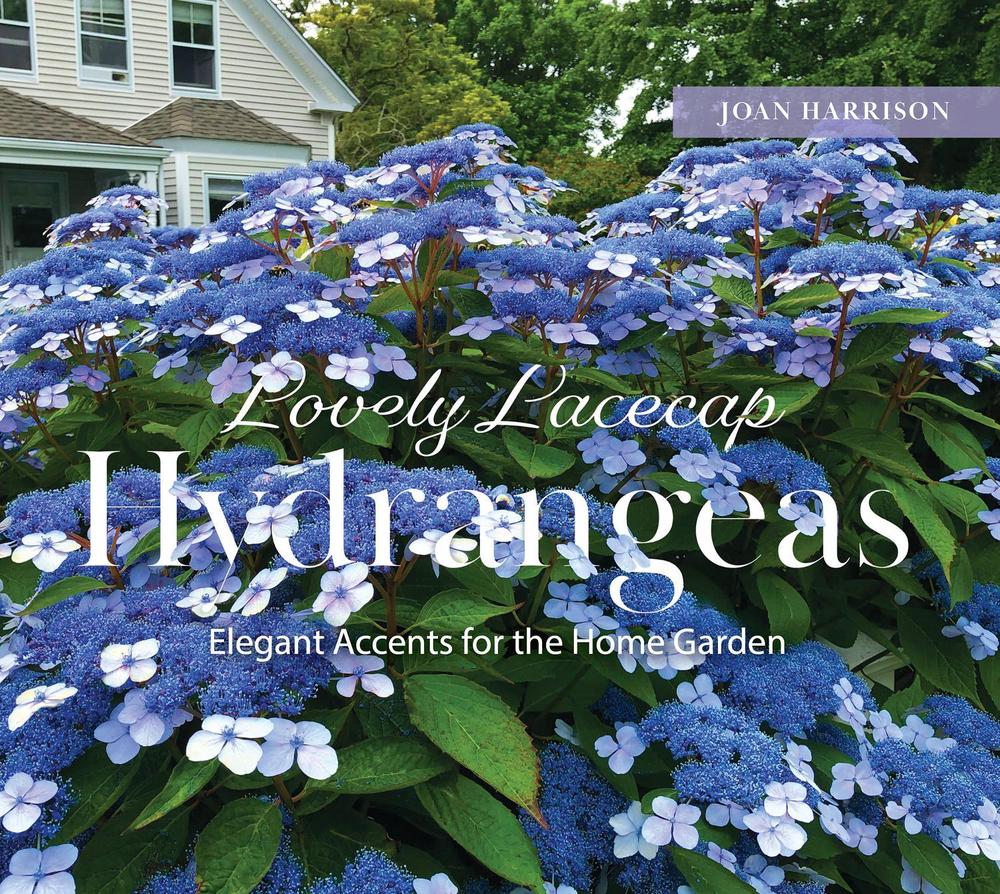 Lovely Lacecap Hydrangeas, 9780764368967