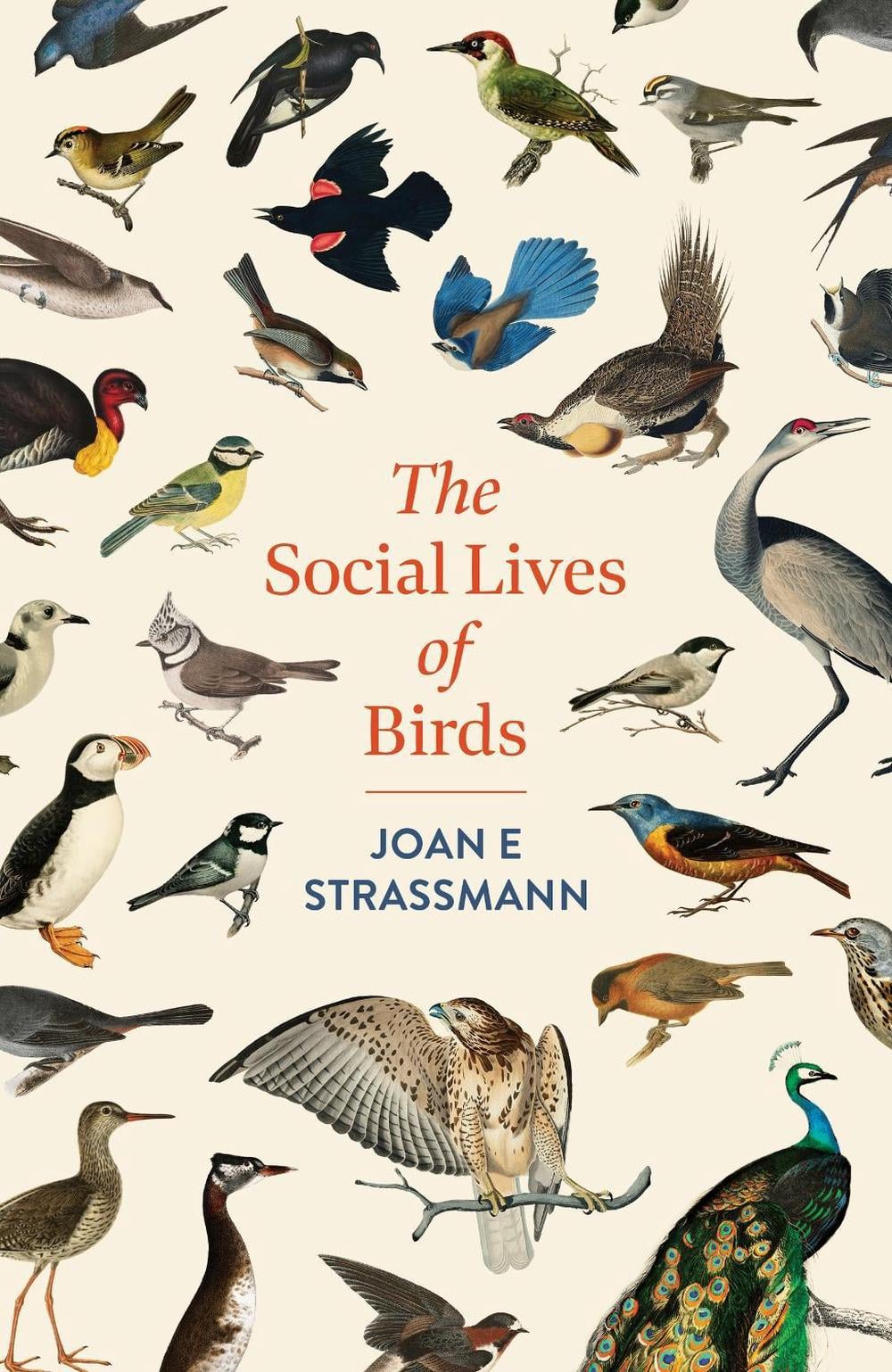 The Social Lives of Birds by Joan E. Strassmann - ISBN: 9781035417148