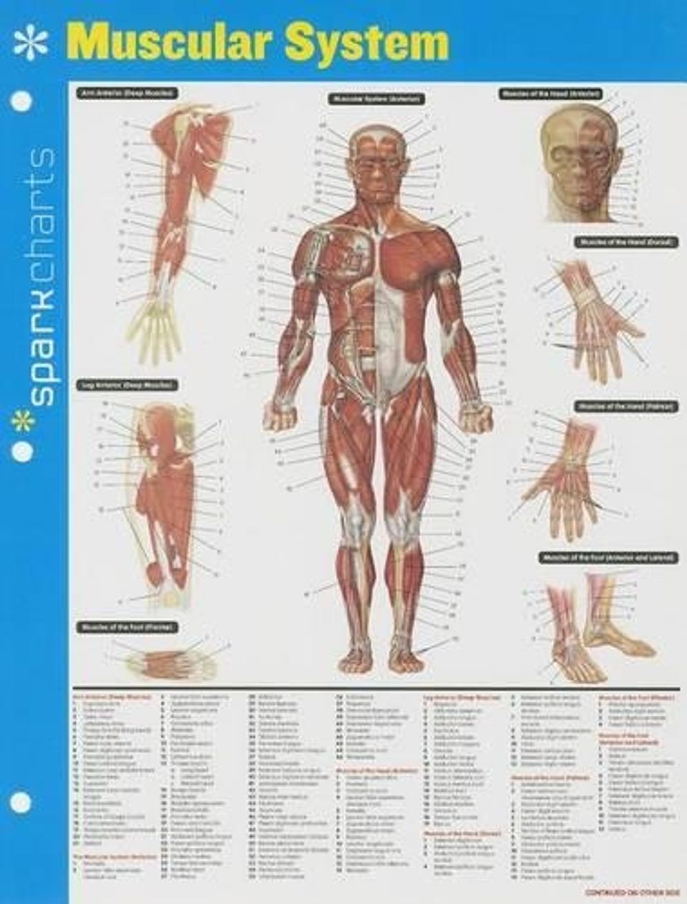 Muscular System SparkCharts by SparkNotes - ISBN: 9781411470576