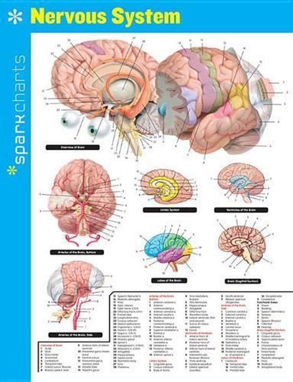 Nervous System SparkCharts by SparkNotes - ISBN: 9781411470606