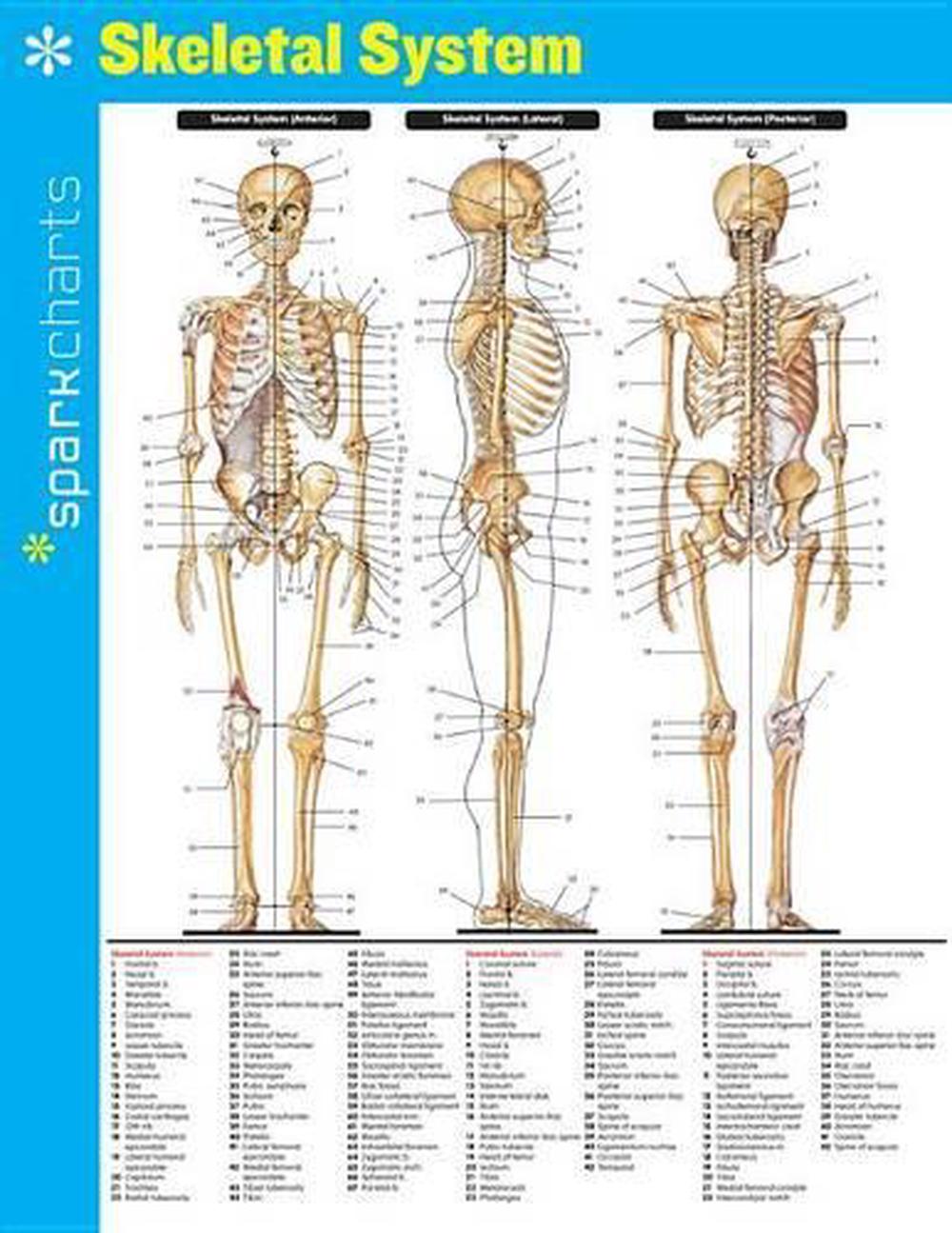 Skeletal System SparkCharts, 9781411470804