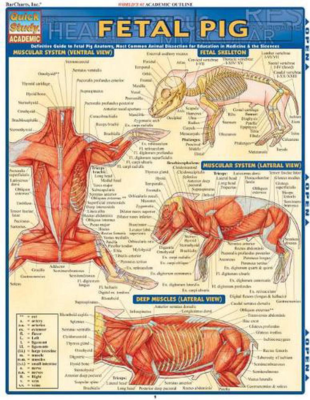 Fetal Pig, 9781423201779