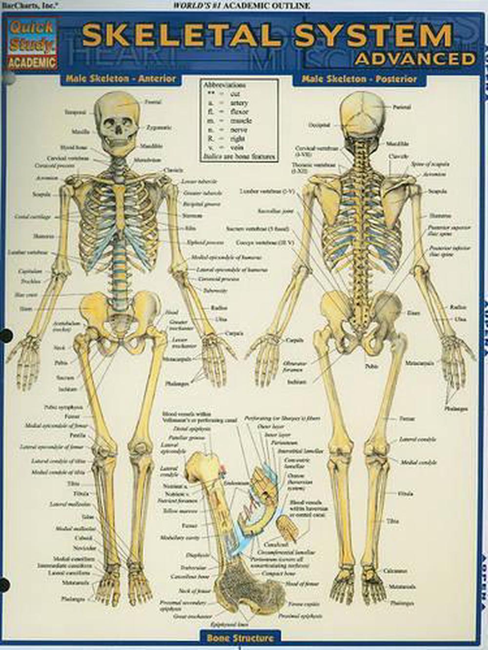Skeletal System: Advanced, 9781423215103