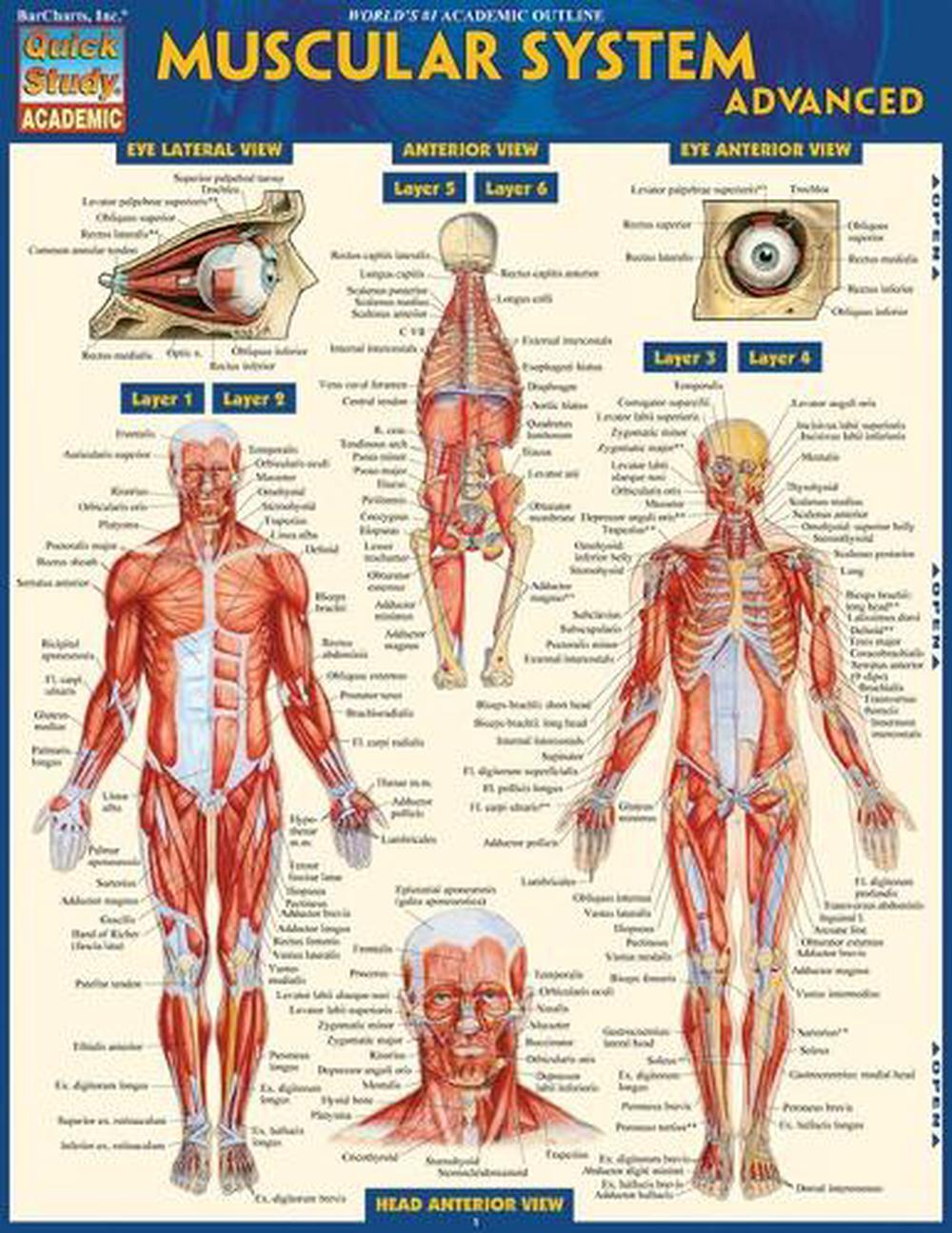 Muscular System Advanced, 9781423217725