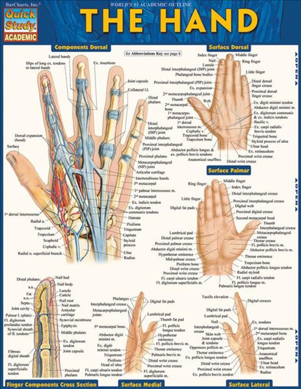 The Hand by Vincent Perez - ISBN: 9781423220220