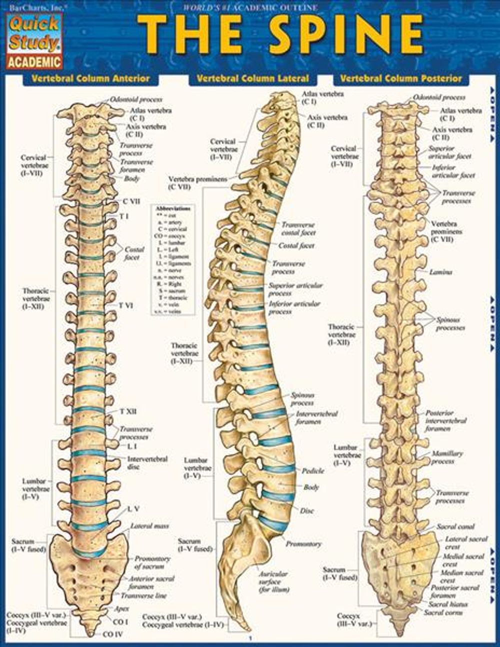 The Spine by Vincent Perez - ISBN: 9781423220237