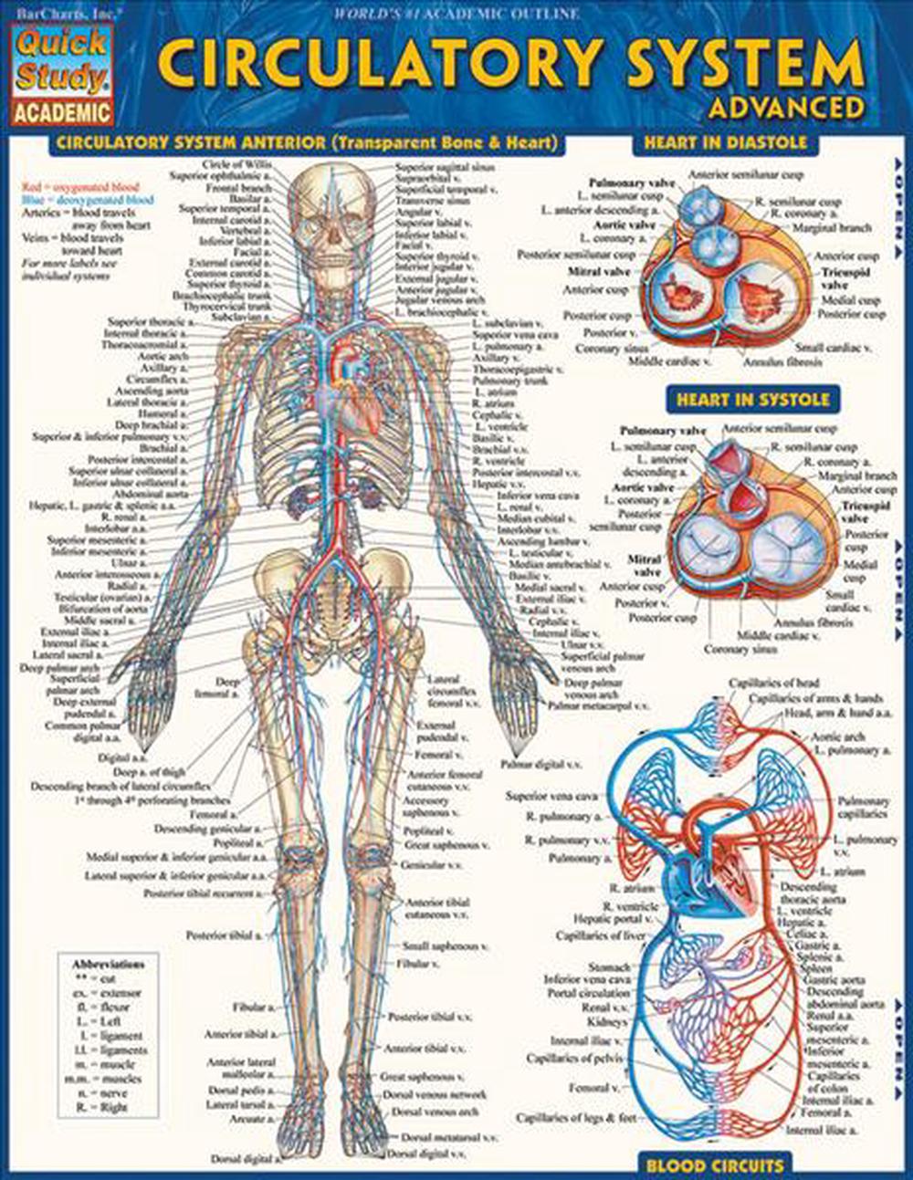 Circulatory System Advanced, 9781423220305
