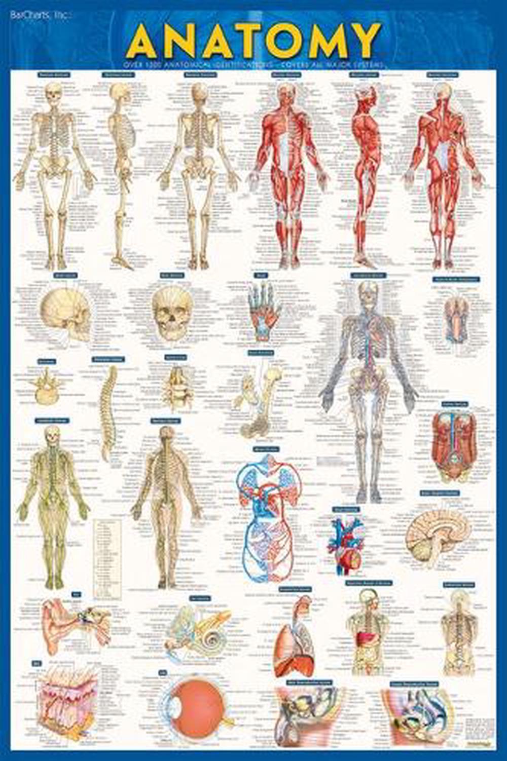 Anatomy Poster - Paper (24 x 36), 9781423220787