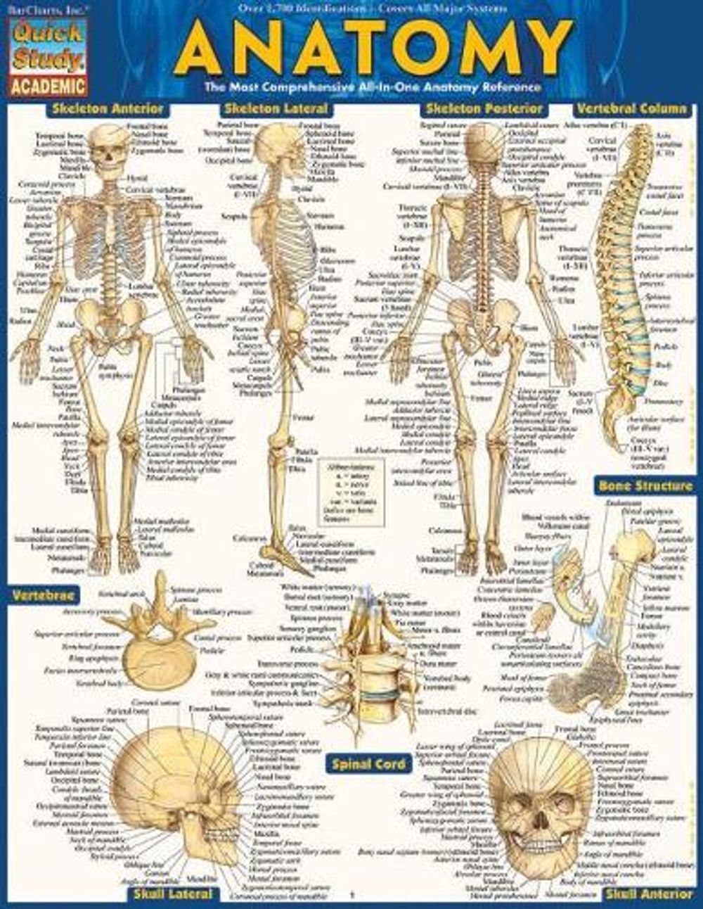 Anatomy - Reference Guide by Vincent Perez - ISBN: 9781423222781
