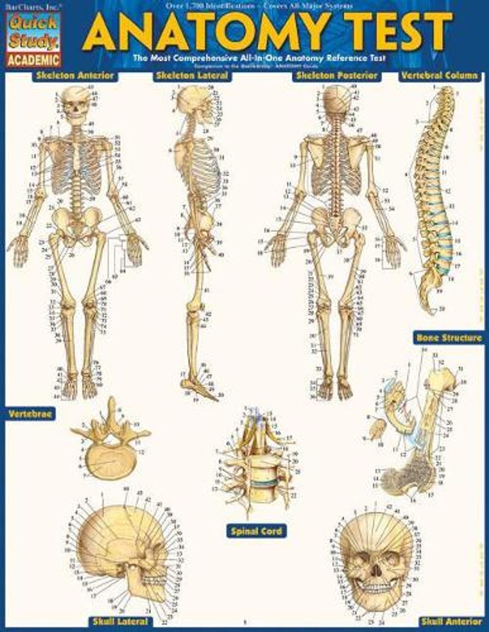 Anatomy Test Reference Guide by Vincent Perez - ISBN: 9781423223542
