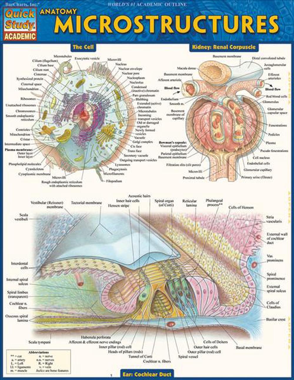 Anatomy: Microstructures, 9781423224150