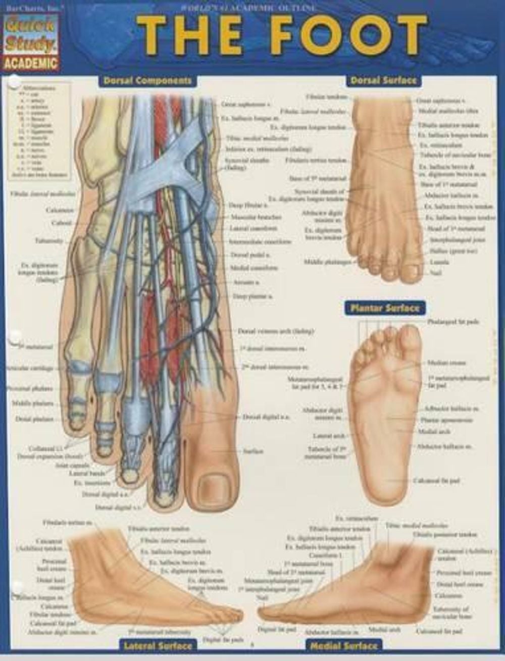 Anatomy of the Foot by Vincent Perez - ISBN: 9781423224204