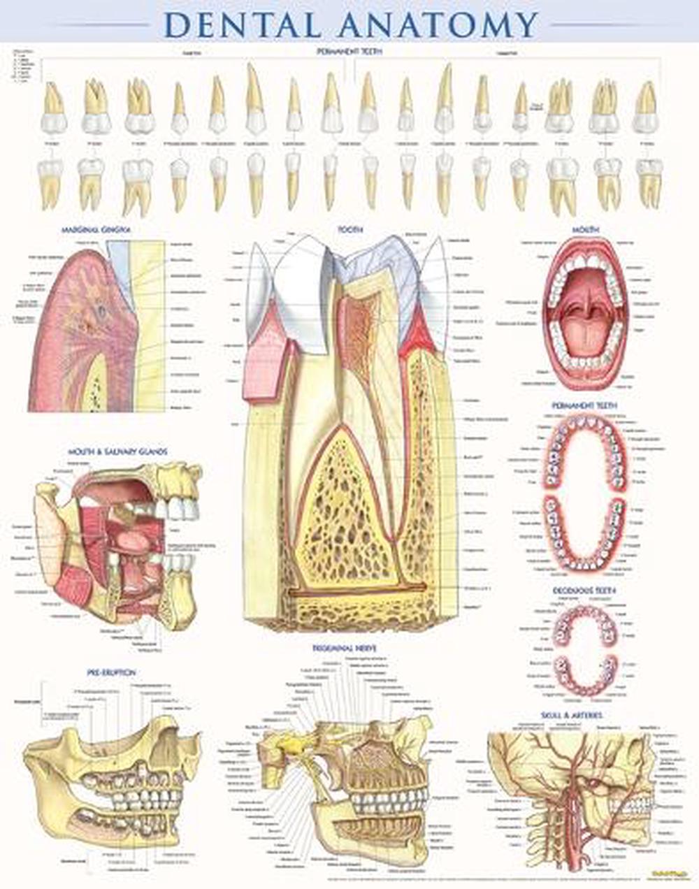 Dental Anatomy by Vincent Perez - ISBN: 9781423224259