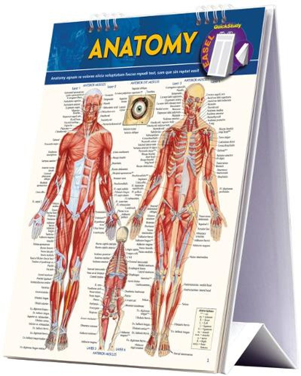Anatomy Easel by Vincent Perez - ISBN: 9781423225836
