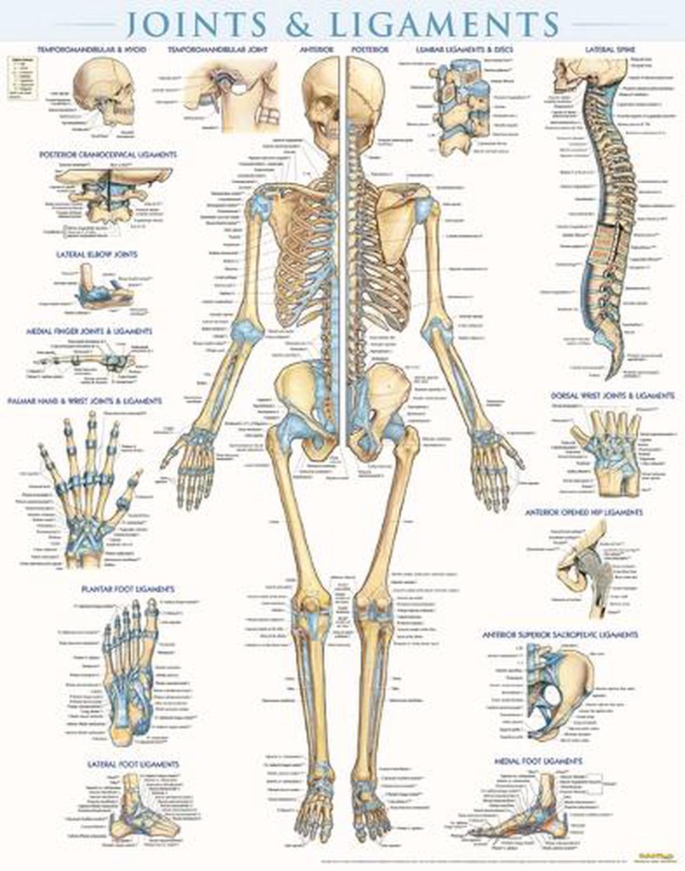 Joints & Ligaments - Laminated, 9781423228714